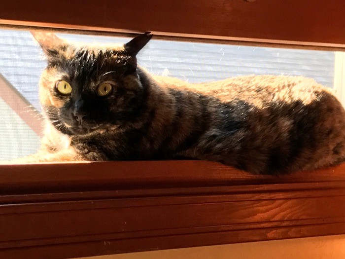 ３年半前、茨城のボランティア宅の庭に現れ「いれて」と叫んだ。猫嫌いで他の猫ととっくみあいになるため、ずっとひとり部屋”で過ごしていた。「大事にしてもらって幸せ」とボランティアさんも笑顔だ