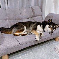 新しいソファがすっかり気に入ったもち吉くん（画像提供：黒柴もち吉さん）