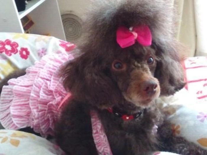 家にきたころの「アッサム」