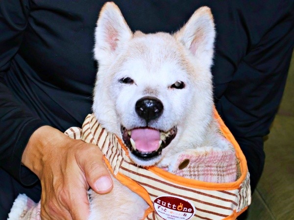 ビックスマイルが愛らしい柴犬・チャコちゃん（画像提供：ちゃーくん）