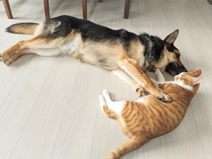 つらい思いをしたもの同士（恵理さん提供）