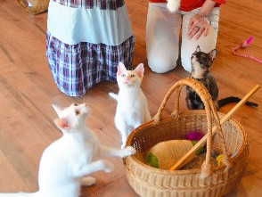 保護猫とのんびりゆったり　古民家の「猫カフェ」オープン