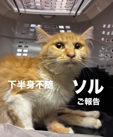 ソルと名付けられた猫さん。現在もシェルターで療養を続けているという（「ねころび」さん提供、Instagramよりキャプチャ撮影）