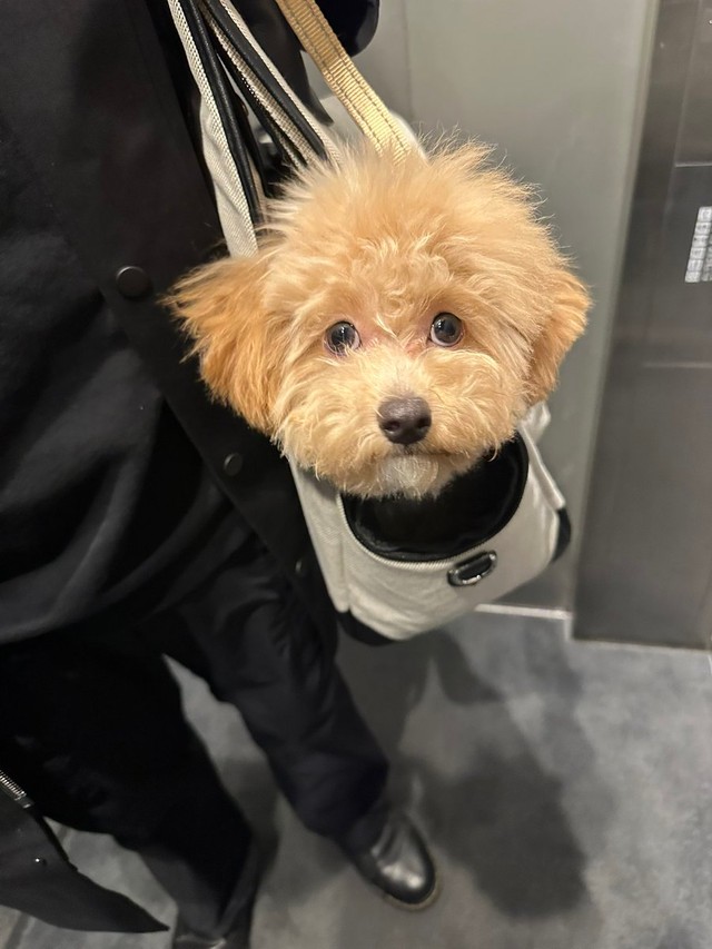キャリーバックに入ったあげちゃん（画像提供：からあげという犬さん）