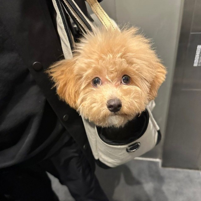 キャリーバックに入ったあげちゃん（画像提供：からあげという犬さん）