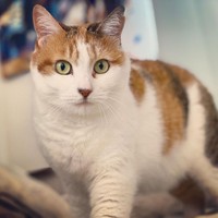 家庭内野良猫ではあるが、保護されてふっくらふくよかに