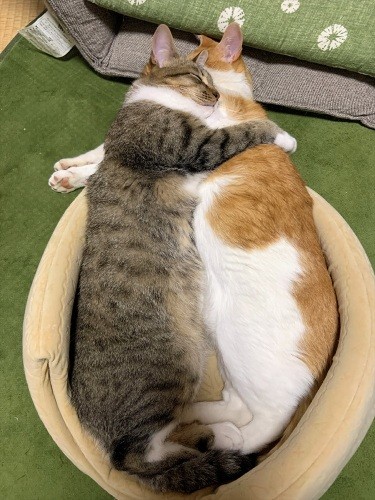 モナカが大きくなっても、くっついて寝る2匹（昌宏さん提供）