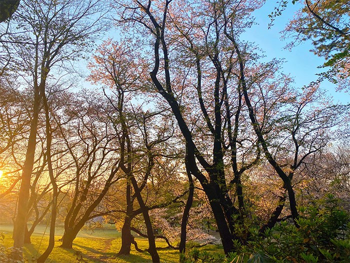 公園の桜。人もいないし空気もきれい。むしろこれくらいの方がとーさんは好きである