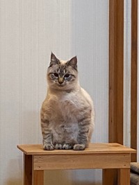 ※シワスさん提供