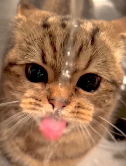 今も”滝行”しながらも上手にお水を飲めるようになった（「短足マンチカンのチョパえもん」さん提供、Twitterよりキャプチャ撮影）