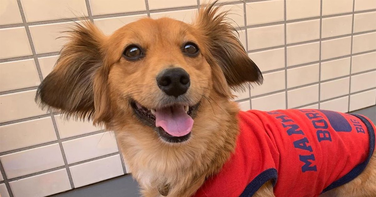 すごいでしょ？ スケボーに乗ってドヤ顔のMIX犬「心愛」 | 「犬や猫と