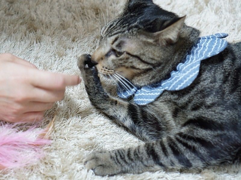 「でもドキドキするから、指を吸おうっと」