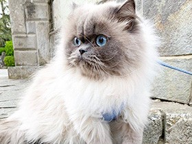 おやつよりゴハン　犬っぽい性格のヒマラヤン「どもんじょ」　