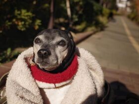 近所をお散歩楽しいね　ボール遊びが好きな日本テリア「トロワ」