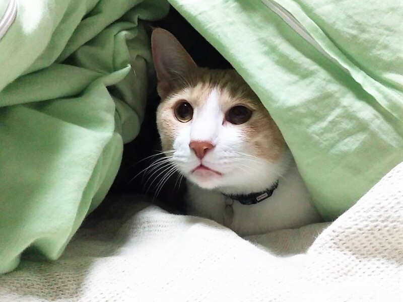 みんなの布団をはしごして添い寝してあげるやさしいレモン（N家提供）