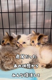 保護されたのは4匹の子猫…瀕死の状態から復活（かごねこさん提供、Instagramよりキャプチャ撮影）
