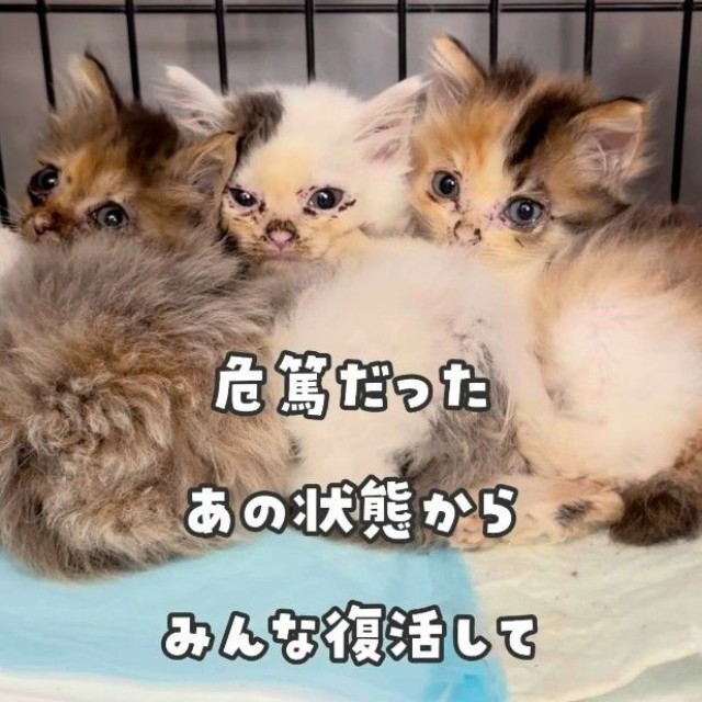保護されたのは4匹の子猫…瀕死の状態から復活（かごねこさん提供、Instagramよりキャプチャ撮影）