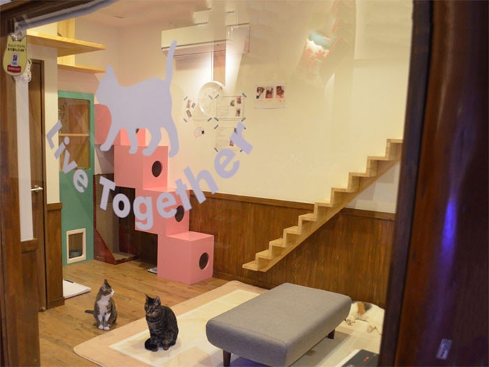 玄関を入ると、猫がいるガラス張りの部屋が見える