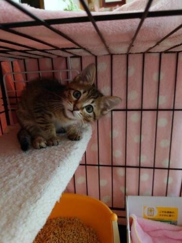 家にきたころの「シェルくん」