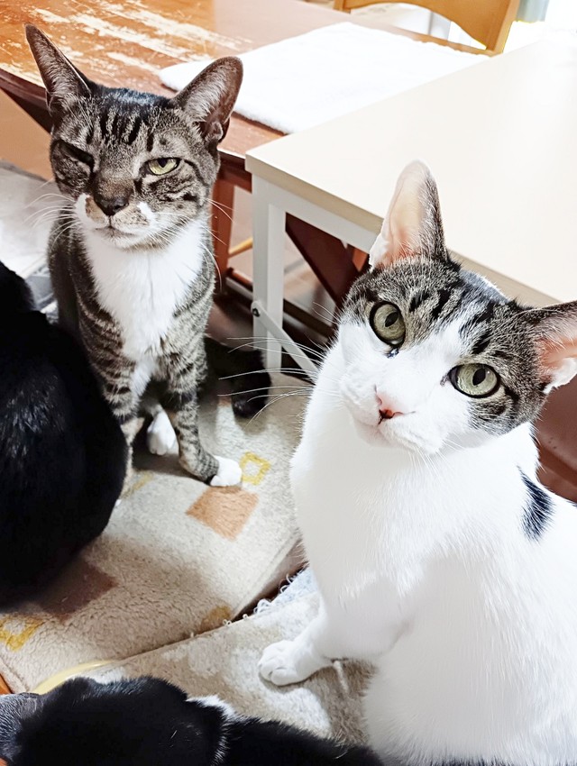 飼い主さんを見上げる（左から）ジャンくんとテンくん（画像提供：信さん）