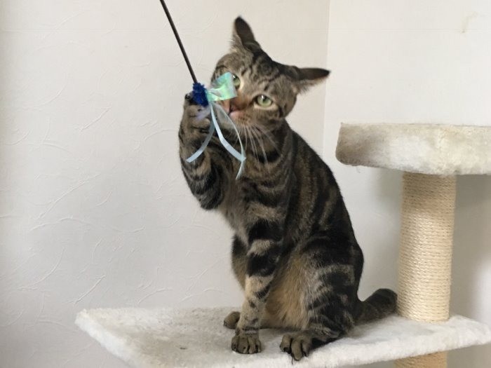 おもちゃに夢中