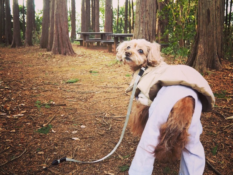 愛犬ぷりぷりは「長～いトイプー」？  小顔で脚長、モデル風