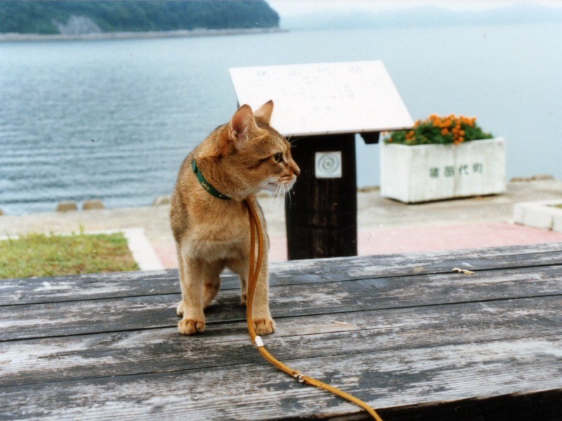 一緒に旅行に行ったことも