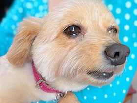 まぶし～　　ポメ×トイプーMIX「くう」、お目々しょぼしょぼ