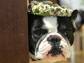 すてきな花かんむりでしょ　フレンチブルドッグの「アポロ」
