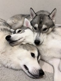 「どうしてもラフにくっつきたいルースとロロ」（提供：husky_lalalaughさん）
