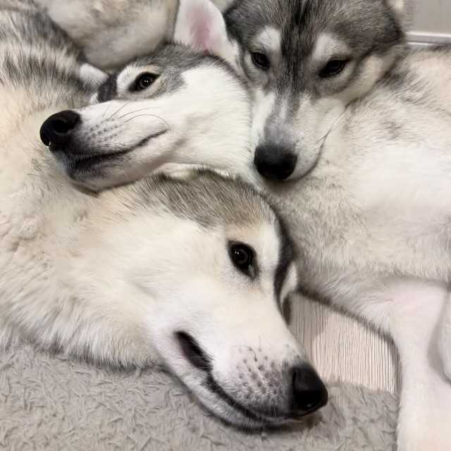 「どうしてもラフにくっつきたいルースとロロ」（提供：husky_lalalaughさん）