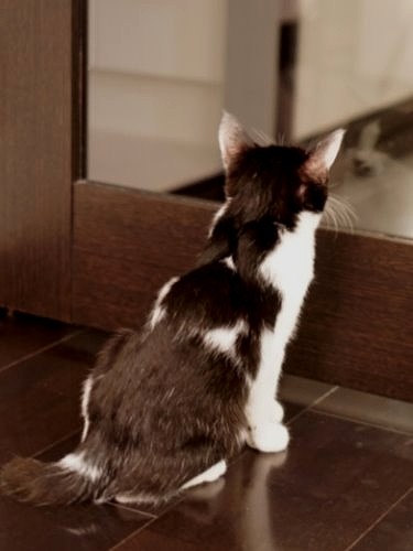 居間のガラス戸から廊下を見るハマチ。背中の模様がユニーク
