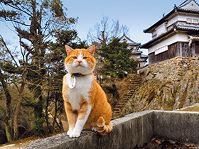 城主になった猫「さんじゅーろー」　豪雨、失踪…災い転じて