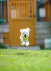 飛んでる！？  ふわっと浮いているほっけくん（画像提供：マルチーズのほっけさん）