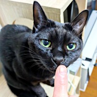 甘えん坊のもなかくん。「かまってアピール」が上手な3歳の男の子（画像提供：豆大福・もなかの甘々生活さん）