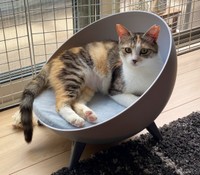 お迎えから1週間、窓辺で日向ぼっこするネネちゃん（画像提供：パステル三毛猫_ネネさん）