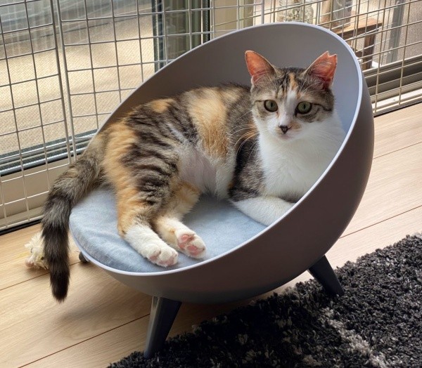 お迎えから1週間、窓辺で日向ぼっこするネネちゃん（画像提供：パステル三毛猫_ネネさん）