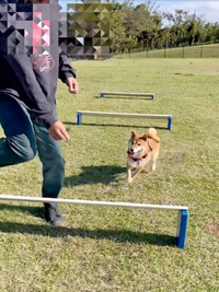 飼い主さんと一緒に飛び越える体勢に入ったおだしくん（画像提供：柴犬おだしさん）