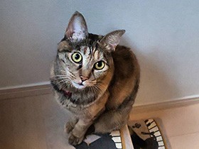 東京の下町生まれ　早寝・早起き、規則正しく猫やってます　母ちゃん子の「サクラ」