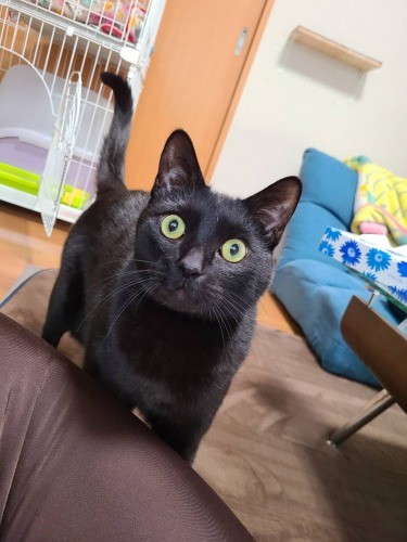 よく勉強を邪魔してくる（新谷さん提供）