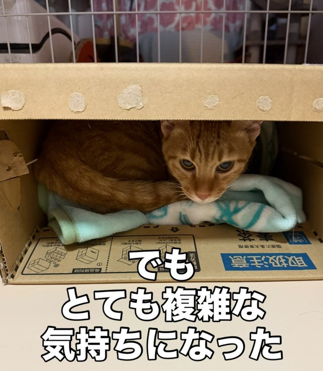 「やっぱり大人3匹は手離したくない。また一緒に暮らしたい」と飼い主から連絡が…（「愛と愉快な保護猫たち」さん提供、Instagramよりキャプチャ撮影）