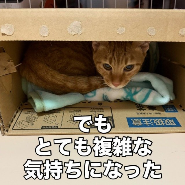 「やっぱり大人3匹は手離したくない。また一緒に暮らしたい」と飼い主から連絡が…（「愛と愉快な保護猫たち」さん提供、Instagramよりキャプチャ撮影）