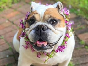 ２０２１なんて美しいんで賞　ブルドッグ「モニカ」