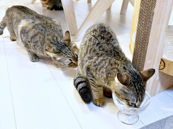 お迎え初日、生後3カ月のとき。ウェットフードを食べるれんれんくん（画像提供：キジあにゃさん）