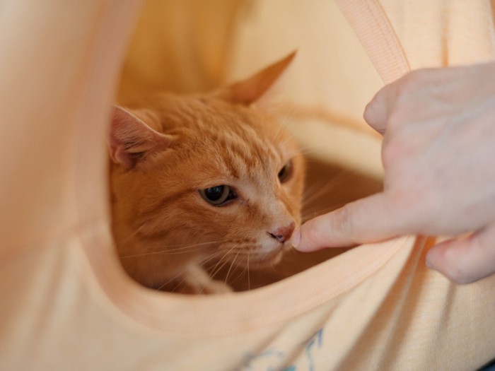 「最近みんなの手がアルコール臭いぞ」（小林写函撮影）