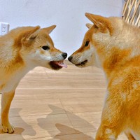 「ワンプロ」開始数秒前（左から）妹・ななちゃん、兄・ふぅくん（画像提供：なつポょさん）