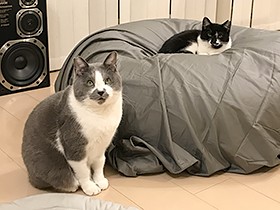 くまおとこぐま、２匹の保護猫に愛される帆布クッション