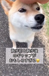 【ビフォー】散歩を満喫中の柴犬コロちゃん／柴犬コロとA君の平凡な日常さん（@a_kun.koro）提供