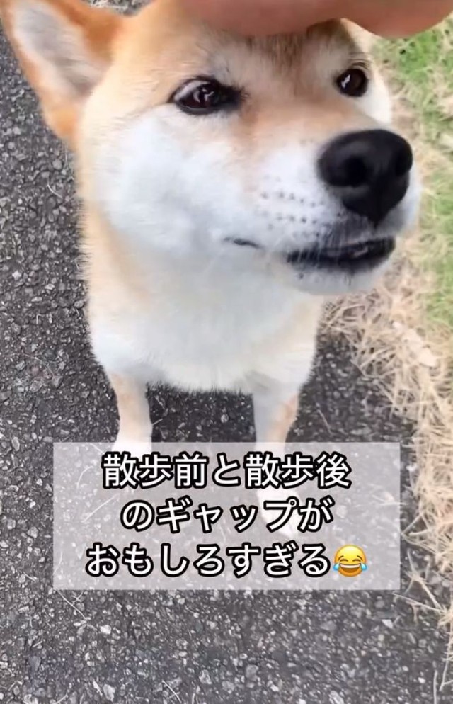 【ビフォー】散歩を満喫中の柴犬コロちゃん／柴犬コロとA君の平凡な日常さん（@a_kun.koro）提供