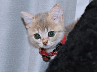 ひょっこり顔をのぞかせるリリーちゃん（画像提供：恋するうさぎちゃん）